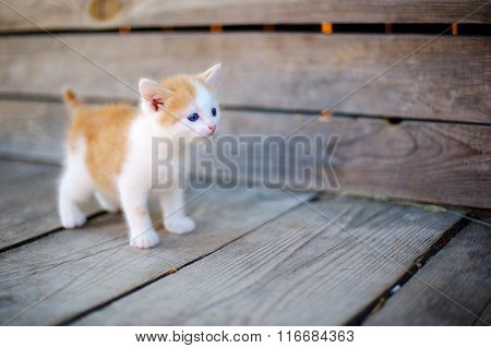 Kitten On The Street