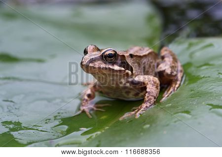 Frog (Rana Temporaria)