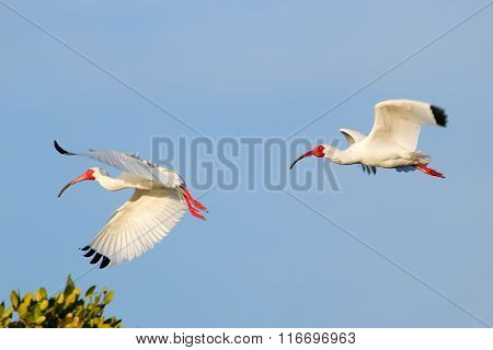 White Ibises (Eudocimus albus) flying in blue sky