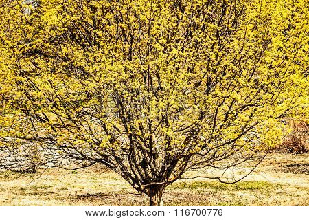 Cornelian Cherry Tree in Virginia