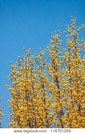 Yellow Cherry Blossoms and Blue Sky
