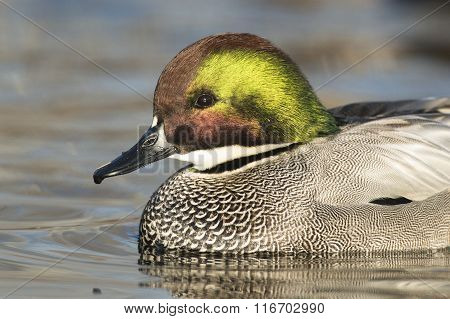 Drake Falcated Duck