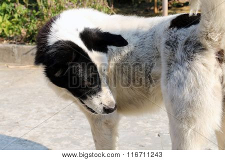 Thai Dog With Black and White Colors