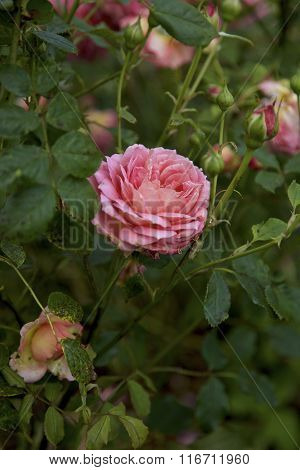 Single rose in full bloom