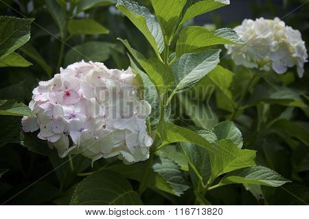 hydrangeas