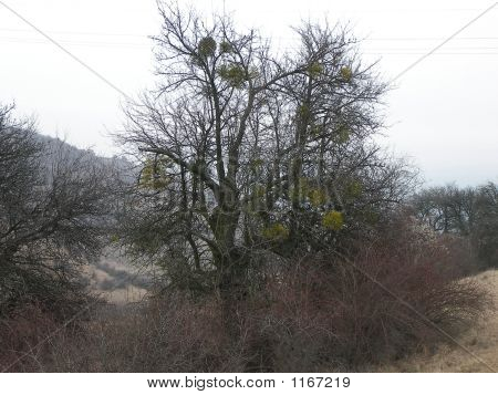El árbol de nidos