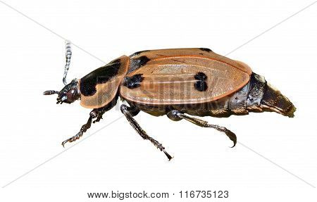 Beetle (silphidae)