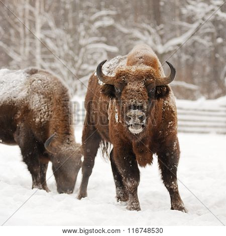 Pair Of Mature European Bisons In Winter In Orlovskoye Polesie National Park In Russia