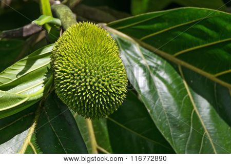 Breadfruit On A Tree