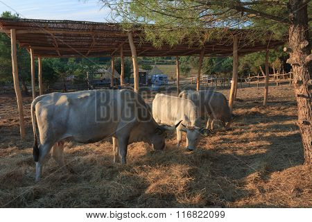 Istrian Ox, Protected Breed Of Cattle In Croatia