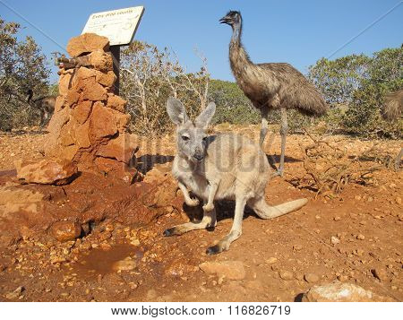 kangaroo and emus, australia