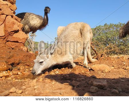 kangaroo and emus, australia