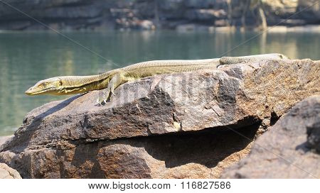 lizard, goanna, australia