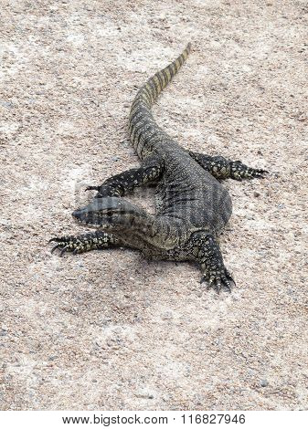lizard, goanna, australia