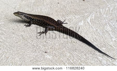 lizard, goanna, australia