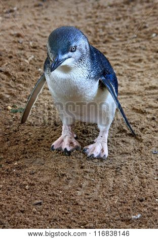 Little Blue Penguins