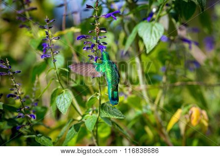 Green Violet Eared Hummingbird.