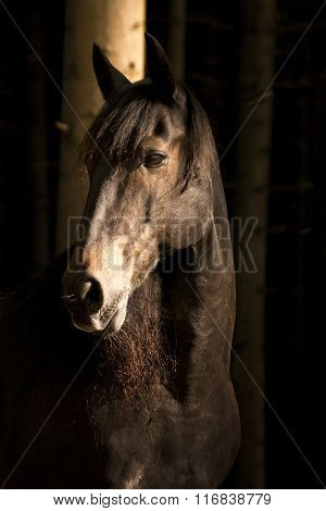 Horse in dark forest. Light and shadow picture
** Note: Shallow depth of field