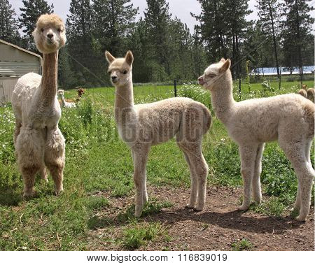 Alpaca Mother with Cria