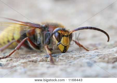 Hornet
