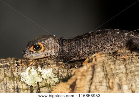 Red Eyed Crocodile Skink On A Tree Trunk