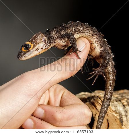Red Eyed Crocodile Skink On The Hand
