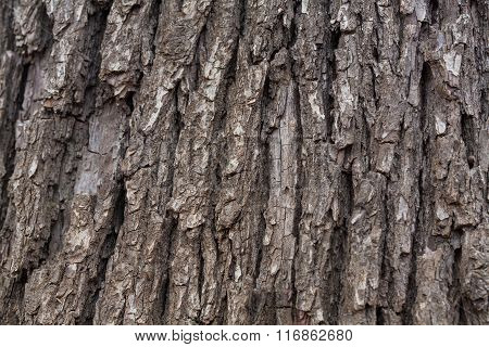 tree bark photo