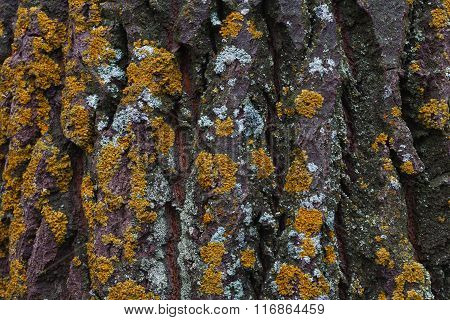 Moss On Tree Bark