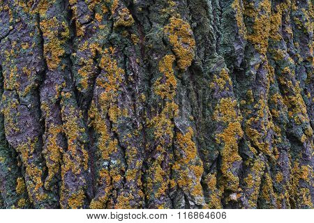 Moss On Tree Bark