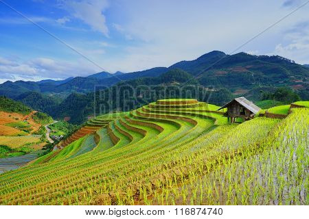 Rice fields on terrace in rainy season at Mu Cang Chai, Yen Bai, Vietnam.