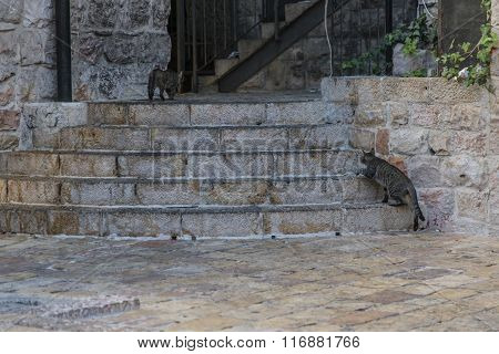 Cats playing on stairs in Nahalat Shiv'a, Jerusalem, Israel