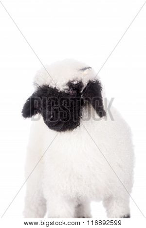Valais lamb On White