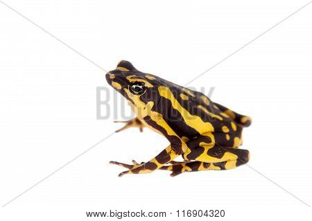 Amazons Harlequin Frog, Atelopus spumarius, on white