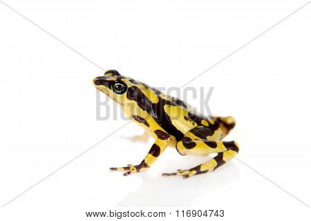 Amazons Harlequin Frog, Atelopus spumarius, on white