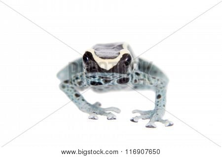 Awarape Dyeing Poison dart frog, Dendrobates tinctorius, on white
