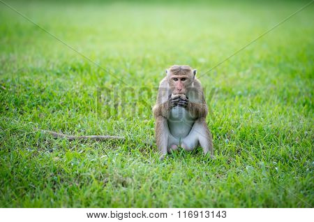 Toque Macaque Monkey In A Park In Sri Lanka