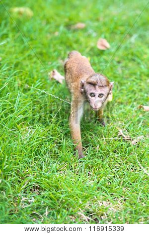Toque Macaque Monkey Baby In Natural Habitat In Sri Lanka