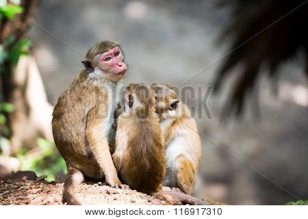 Female Toque Macaque Monkey With Babies In Natural Habitat In Sri Lanka