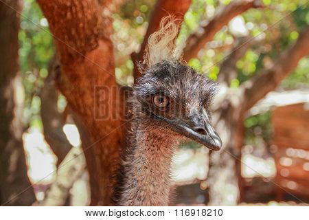 head of ostrich