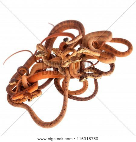Litter of Amazon tree boas, 7 days old, on white