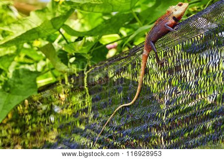 Cute Lizard In The Bushes Of A Tropical Island, Maldives.
