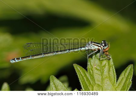 Small Bluetail (ischnura Pumilio)