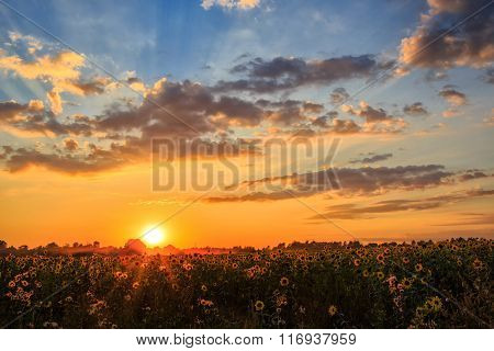 Mistical  blooming sunflowers