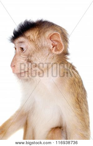 Juvenile Pig-tailed Macaque, Macaca nemestrina, on white