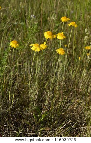 Golden yellow flowers