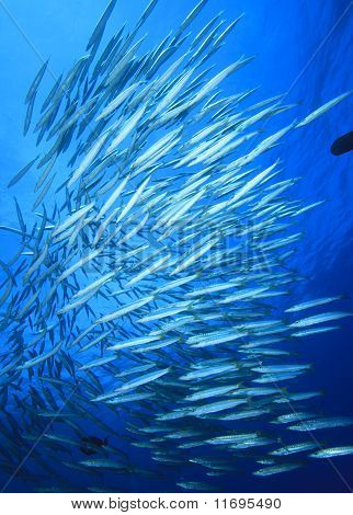 Shoal Barracuda