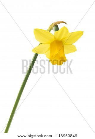 Spring floral border, beautiful fresh narcissus flowers