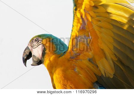 Yellow Macaw
