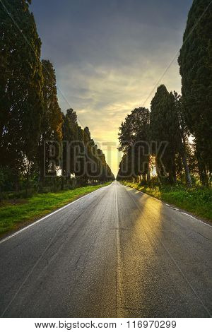 Bolgheri Famous Cypresses Tree Straight Boulevard On Backlight Sunset. Maremma, Tuscany, Italy