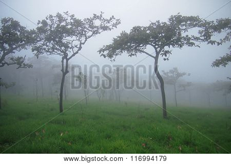 Tree and fog
